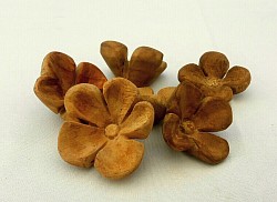 Danza floral