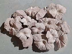 FLORES DE CANTERA